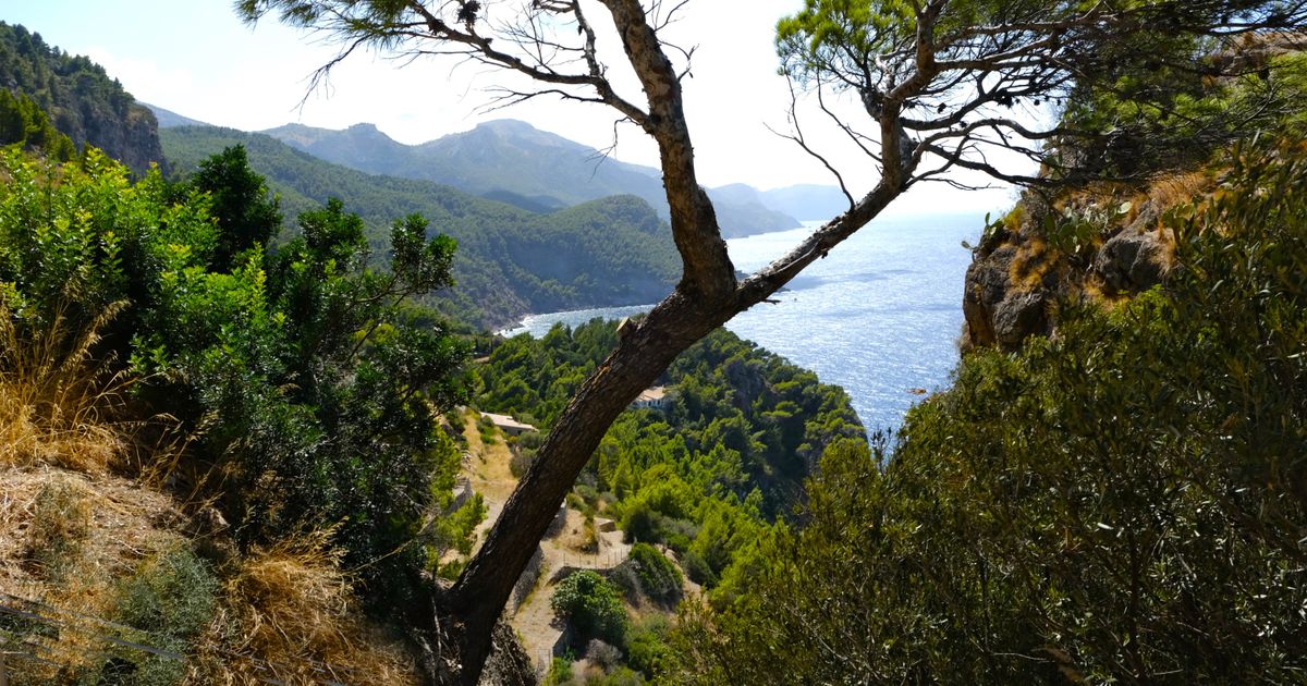 Banyalbufar Weinterrassen an der Westküste Mallorcas mit Blick aufs Meer