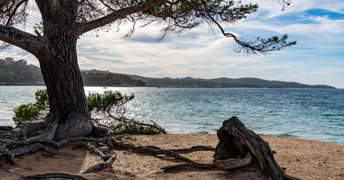 Playa de Formentor Strand mit Pinienwald und klarem Wasser